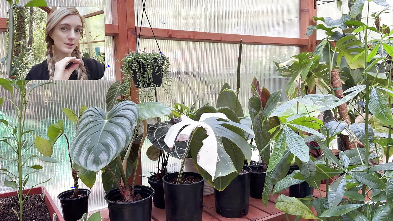 Moving My Plants Indoors