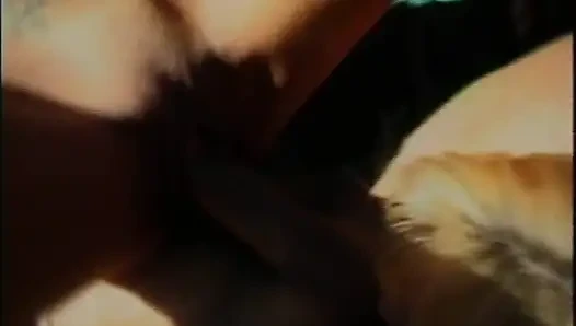 Asses to Lick