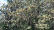 Pratinjau video