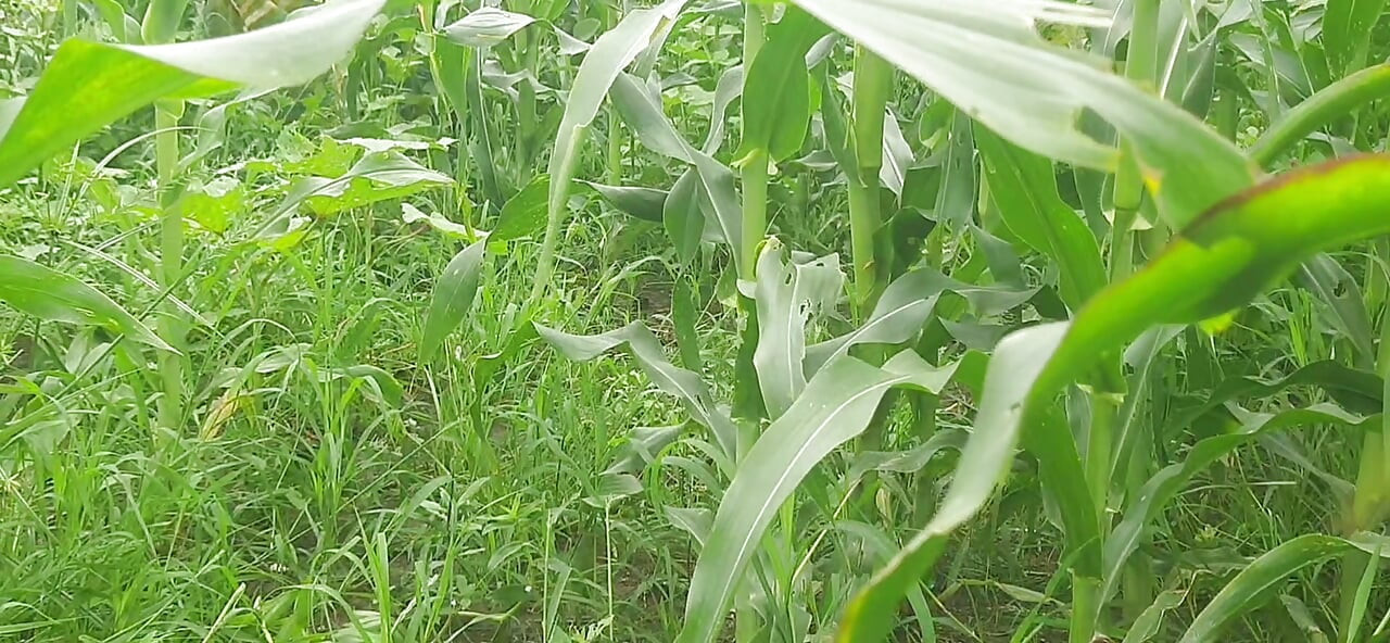 In the outdoor open field, my sister-in-law is urinating with fingers in her pussy, showing her brother-in-law, quench my thirst
