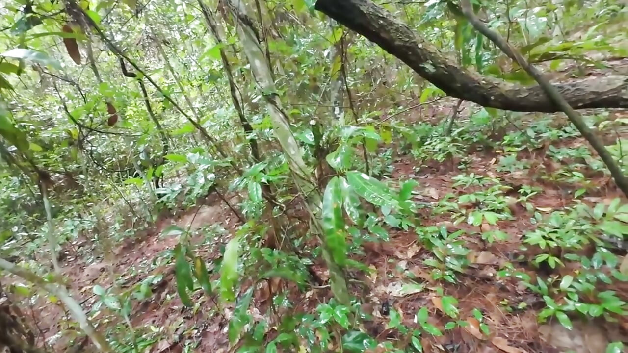 Thai Teenager Walks around Picking Mushrooms and Gets Fucked in the Pussy. Thai Audio