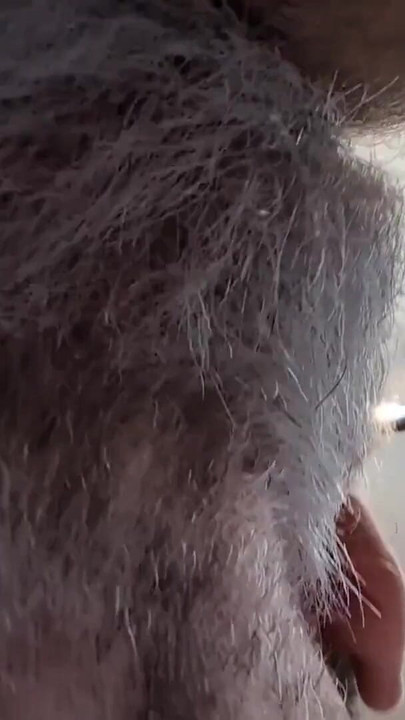 Epic moment from "Two Hairy Daddys in bed afterwork - Seattle gets bred"