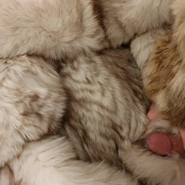 fox fur video1