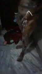 bengali wife bathing nude for husband