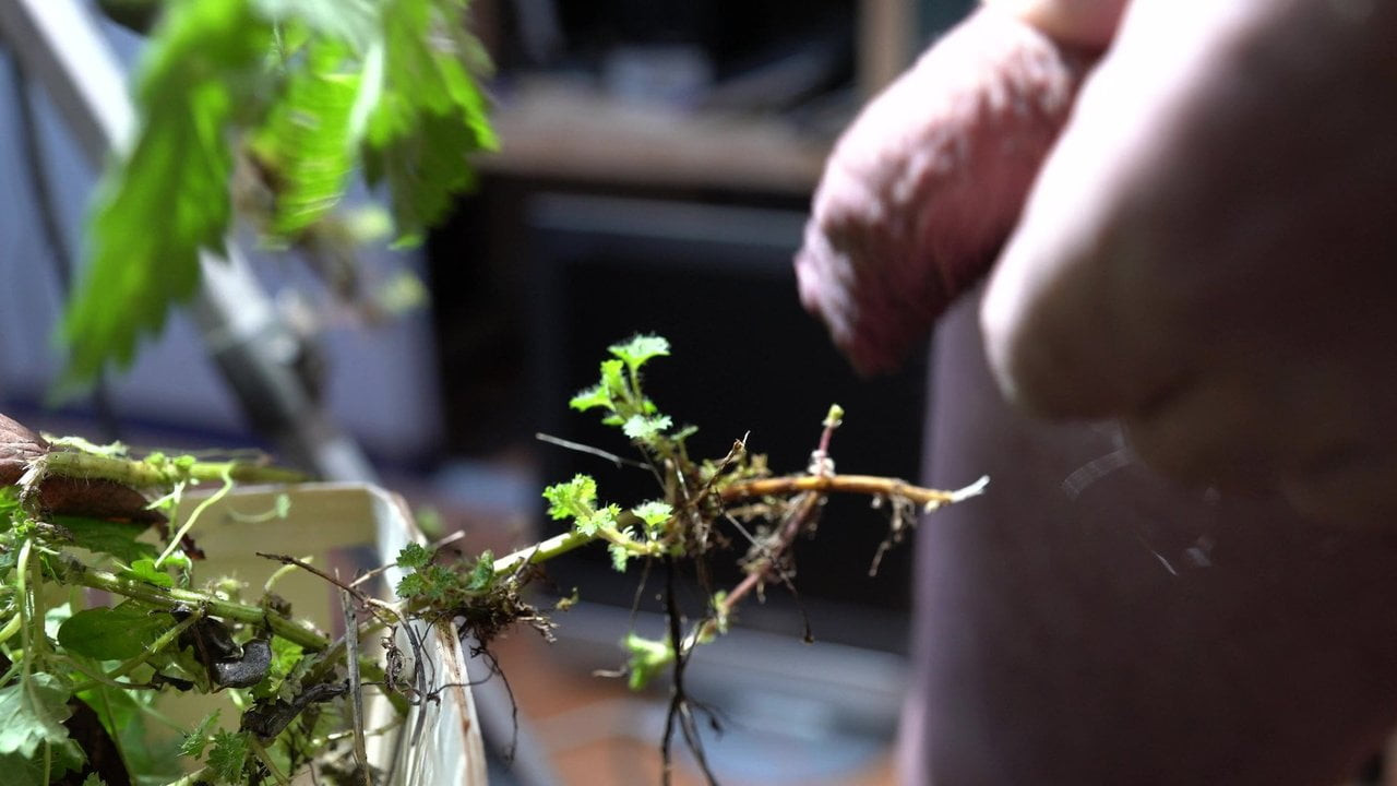 fresh nettles