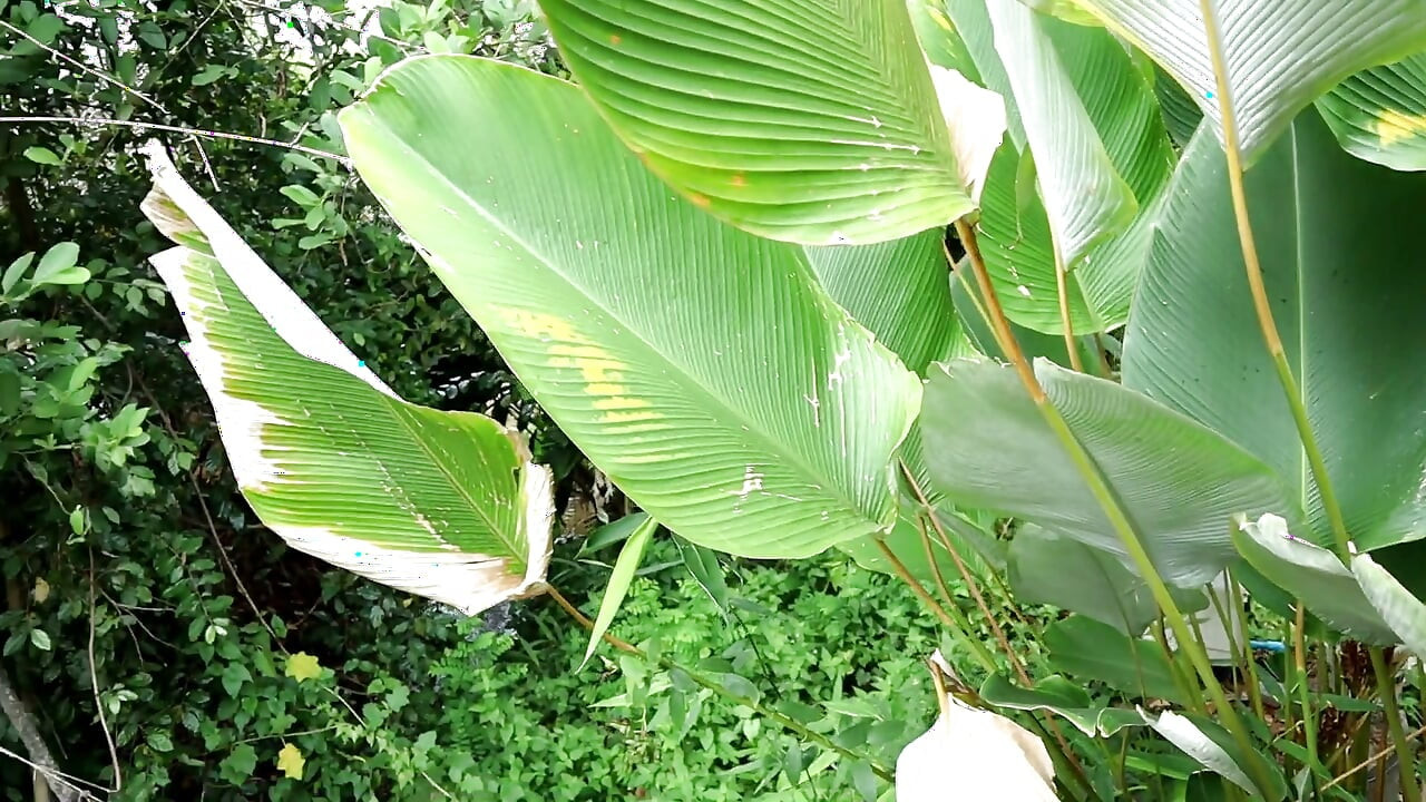 হ্যামকে এই হট মেয়েকে চুদছি, আউটডোর সেক্স