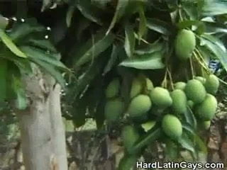 Outdoor Picnic Cock Sucking Latinos