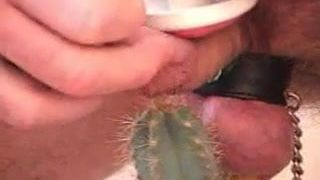 Kogut CBT torturowany kaktusem i doprowadzony do spermy