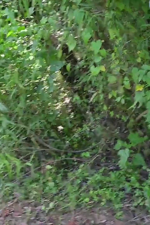Bts Nature Walk and Masturbation on Trail