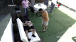 Pratinjau video