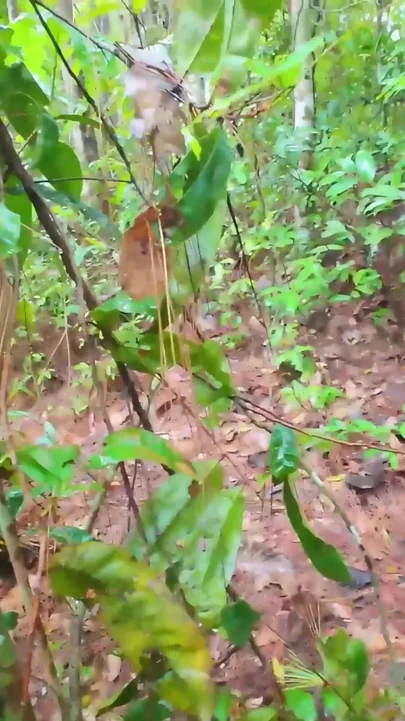 Momen tak terlupakan dari "gadis thailand yang liar di hutan 4k"