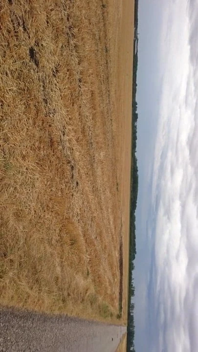 Wixxen im feld