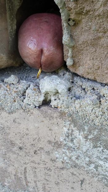 Fuck through rough wall make cock sensitive