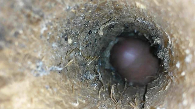 holzbock