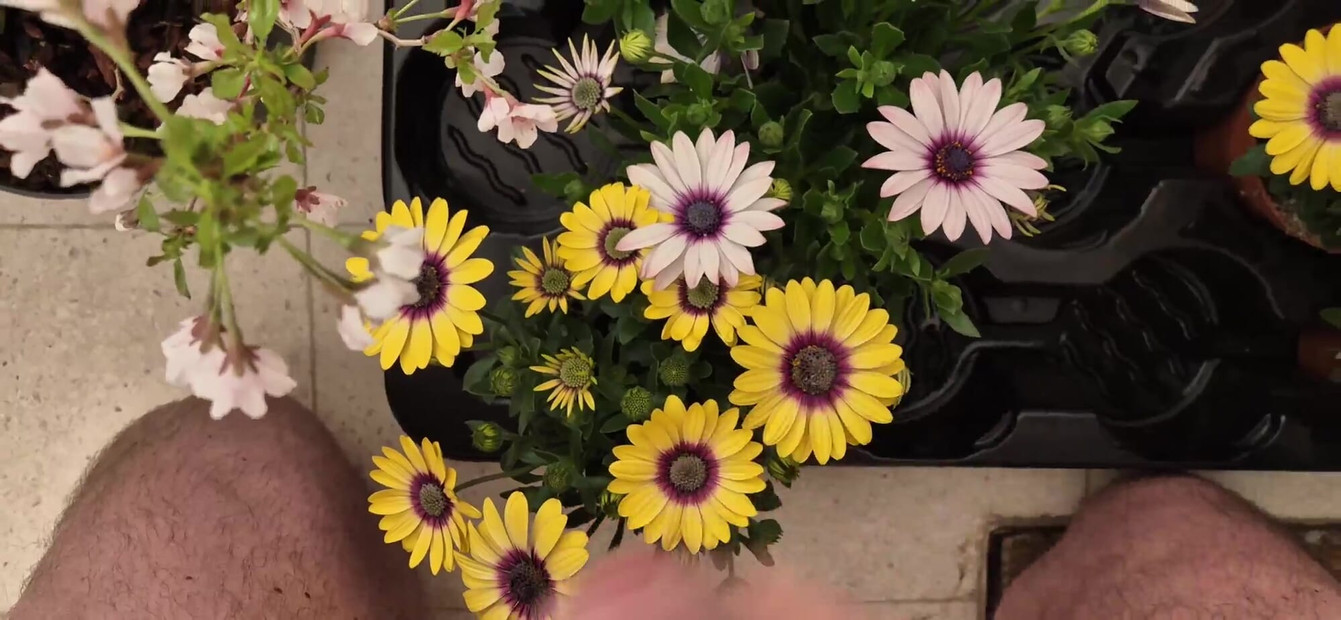 내 이웃의 꽃과 정자를 위한 작은 선물