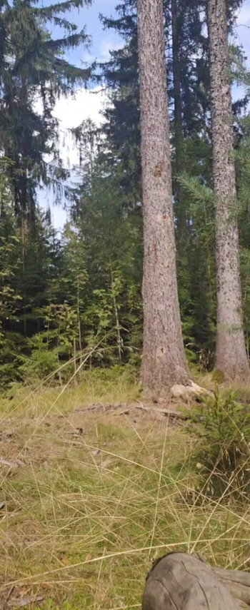 Dirk Renner cums in the forest