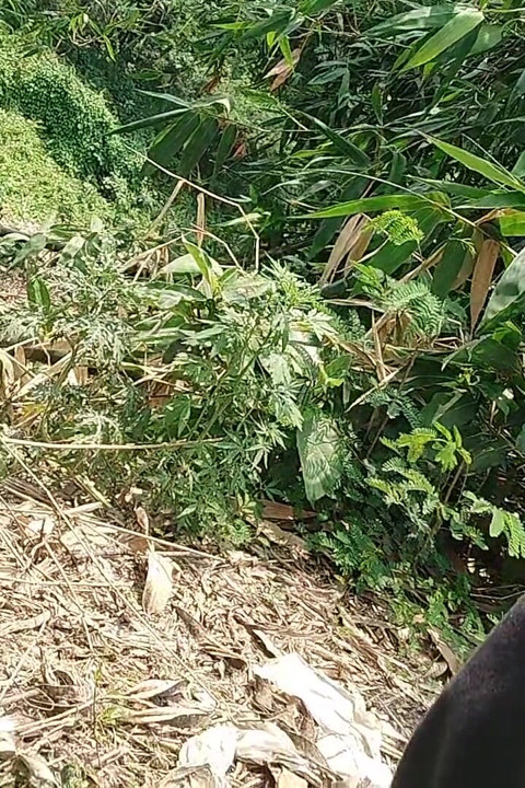 Saat Berkeliaran Di Lapangan, Dia Mulai Memukul Gagangnya