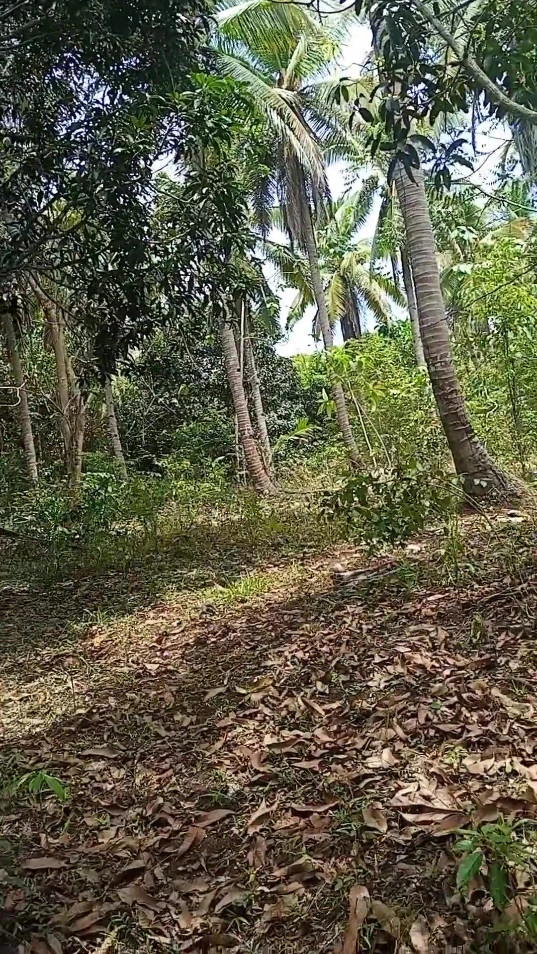 Filipinli twink'in gizli orman macerası - fleshlab özel
