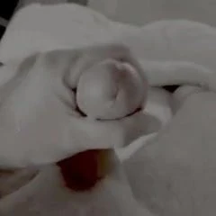 Cock