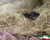 Pregled videozapisa