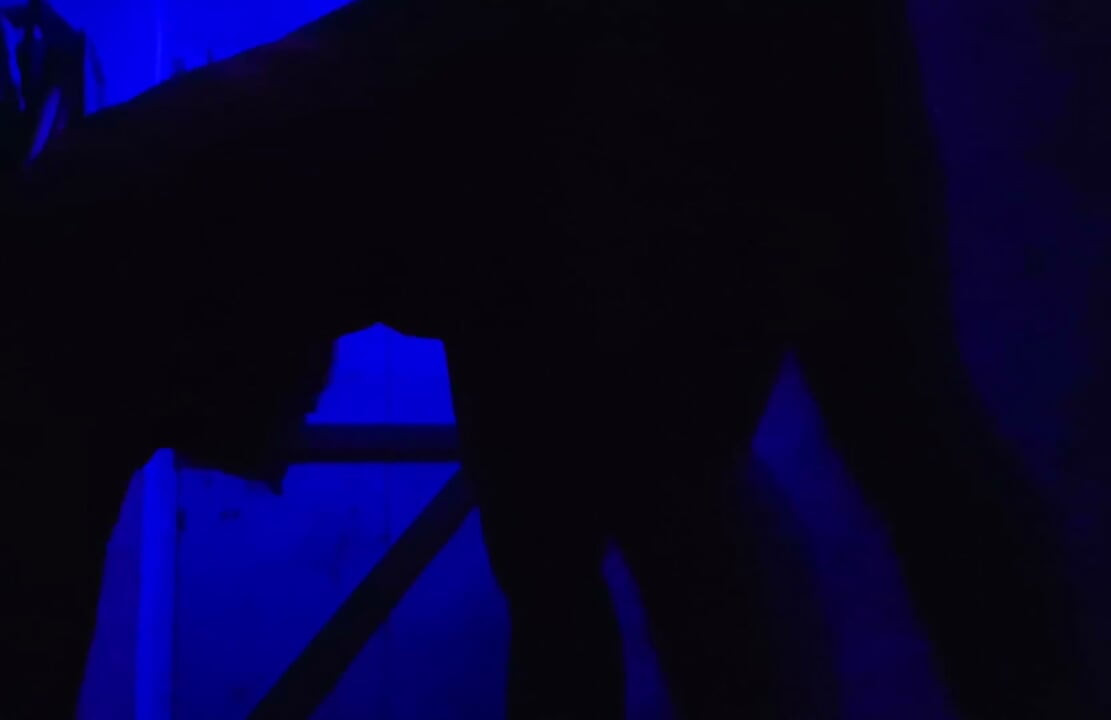Sex XXX Video Desi Piger