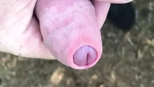 penis