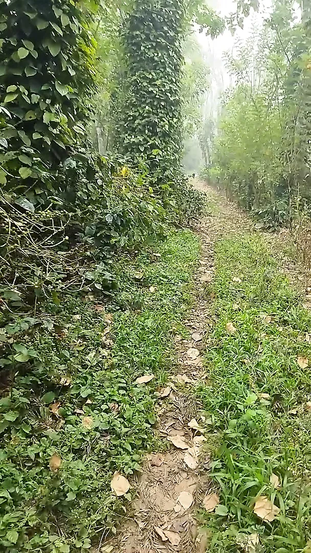 Running naked in the forest
