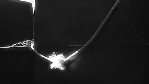 Seks berempat bareng tiga pria antar ras kulit hitam yang dientot habis-habisan sama 3 pria sekaligus