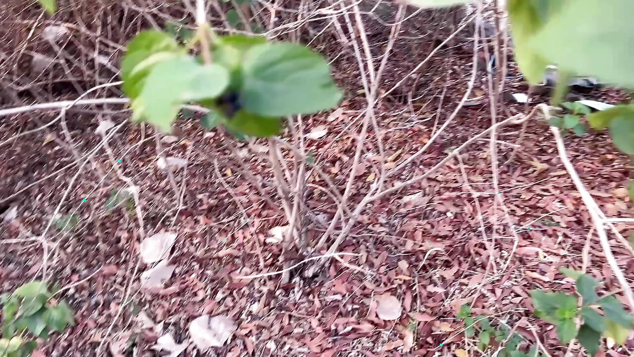 Ritu Bhabhi geneukt door Devar