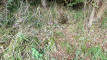 Pratinjau video