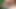 外猫クソ大きなおっぱい女の子肛門ディルド浸透