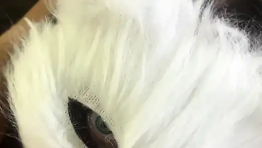 Heute bin ich ein freches kätzchen, das milch will