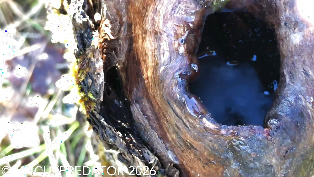 Big uncut cock fucks and pees in a tree trunk with cumshot at the end