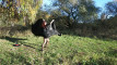 Pregled videozapisa