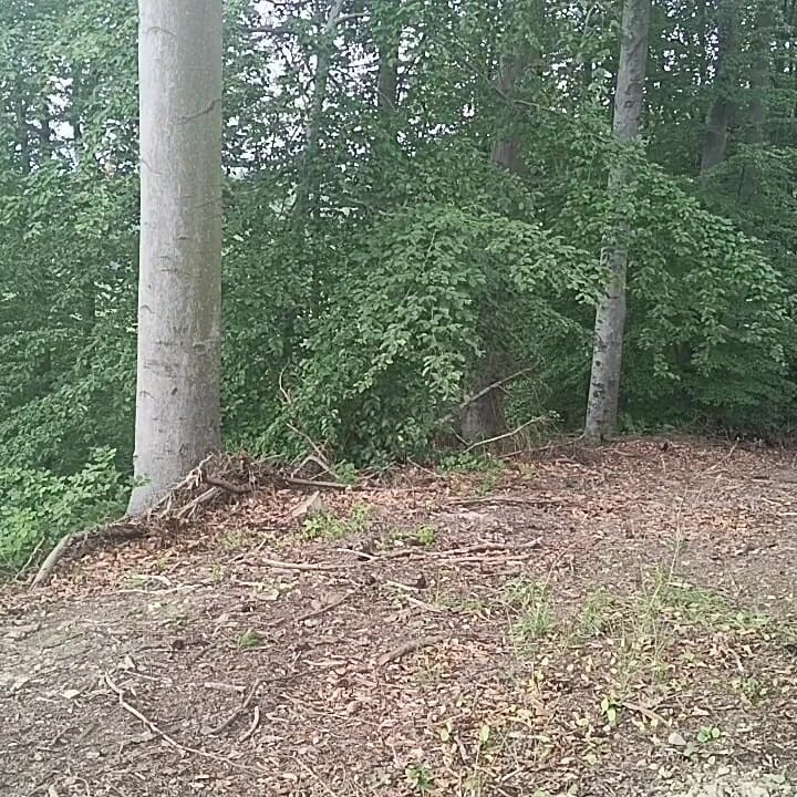 Forest Exhibition: a Banished Bird in a Beech Forest