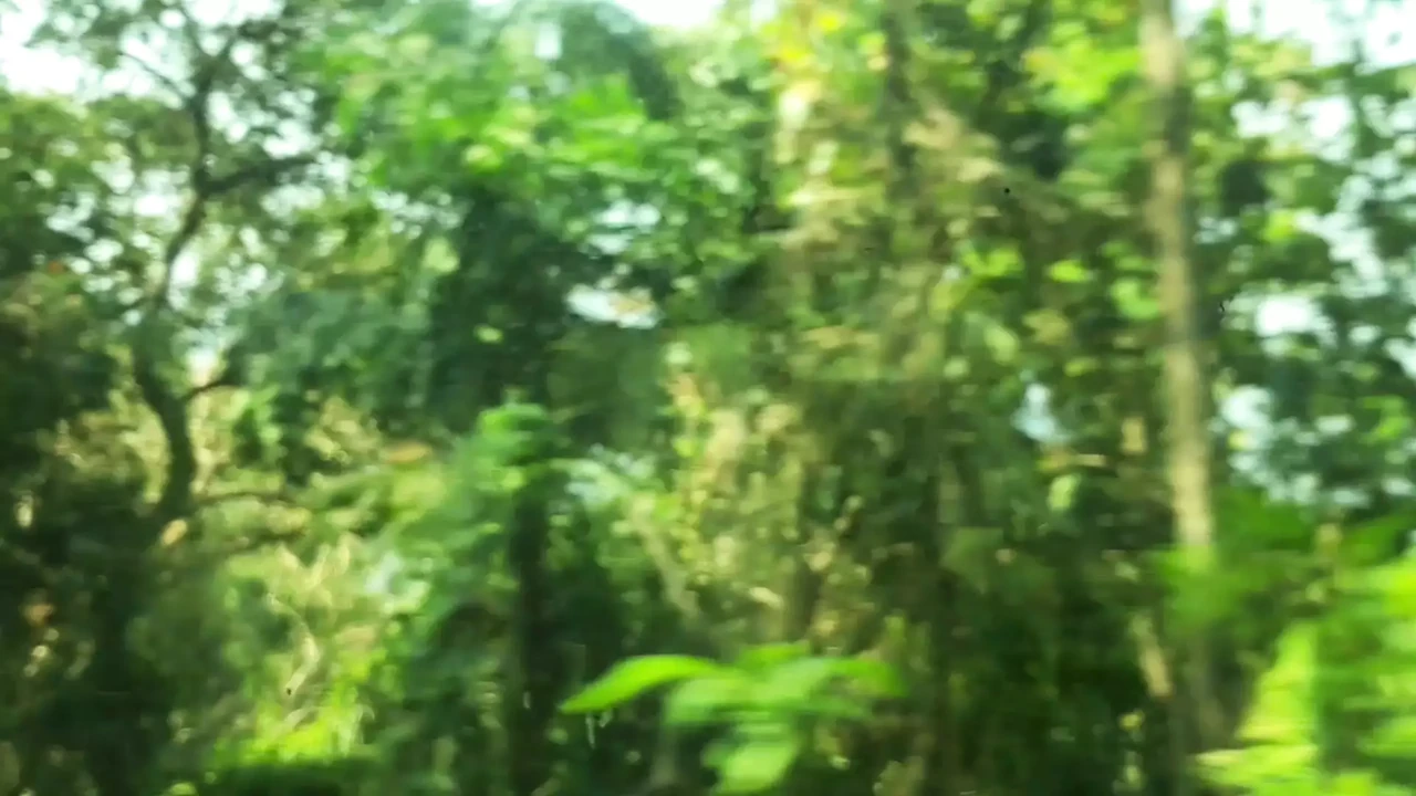 Jungle love