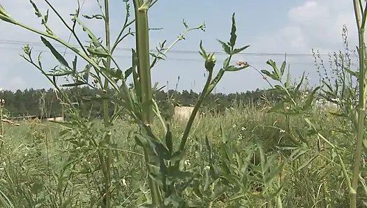 Gadis desa habis-habisan di ladang gandum