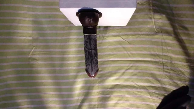 FUCKING ASSHOLE SISSY SLUT BIG DILDO COMDON