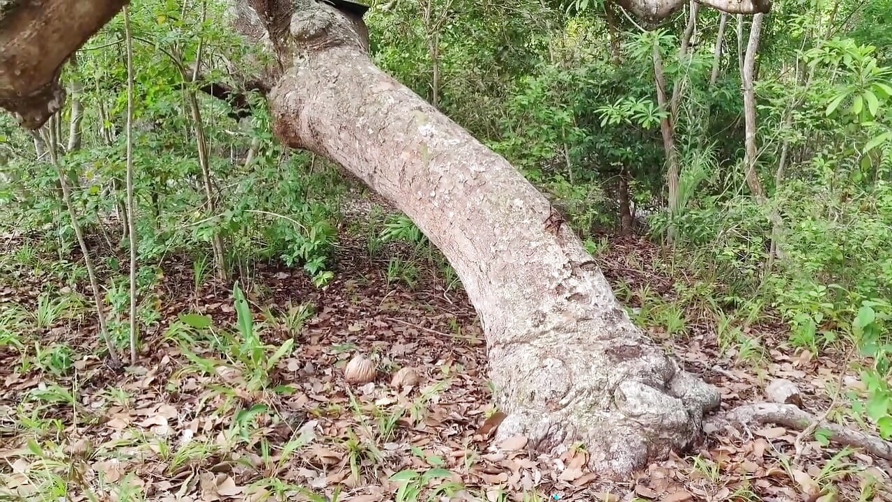 一个哥们在树林里抓住了我, 把他的鸡巴狠狠地插入我, 深深地射在我的菊花里