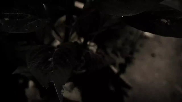 mage sariya galawala rathu wenakamma thandeka iruwa.. sinhala wal katha