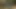 Parlak leohex tayt (açık havada tavus kuşu rengi)