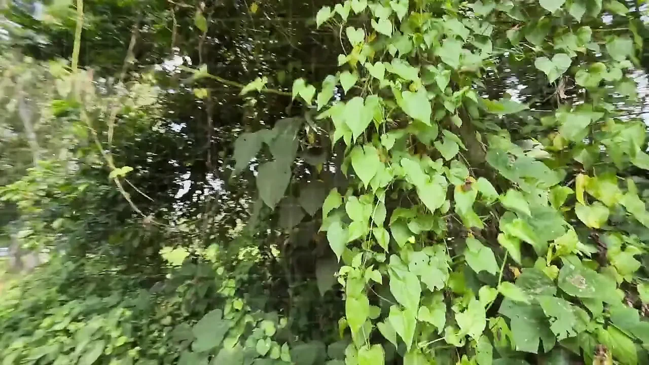 sujan kumar - asian,footjob