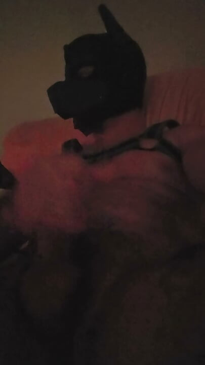 Pup jerking off his hard cock