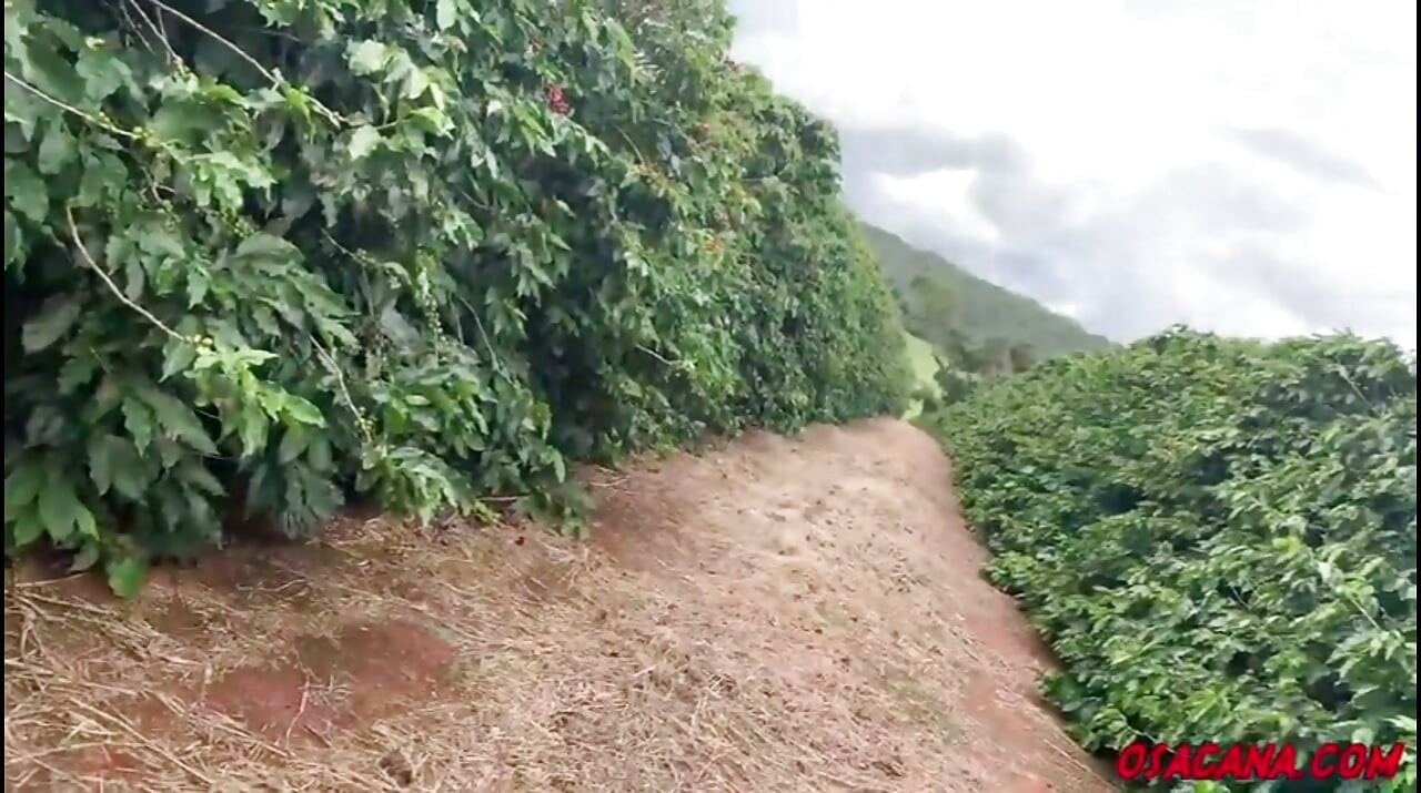 Beautiful Young Girl with Dreads Fucks Inside the Coffee Plantation