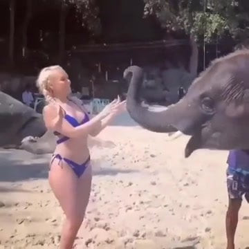 J'aime les animaux aussi