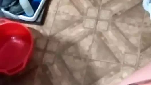 paja chileno