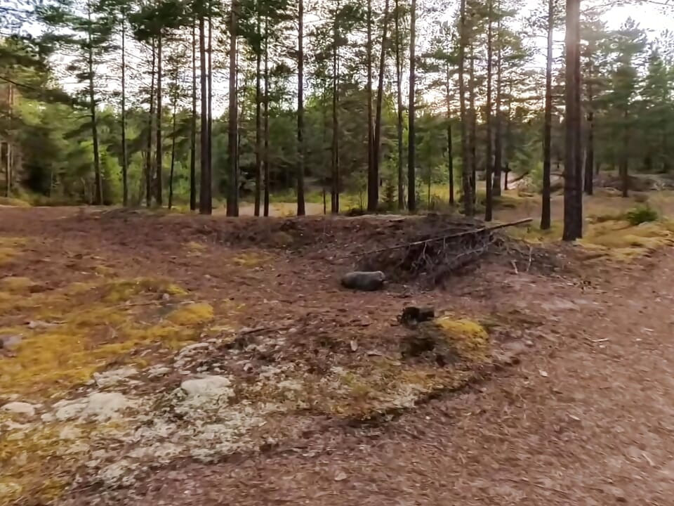 Boy wanders naked through Sweden