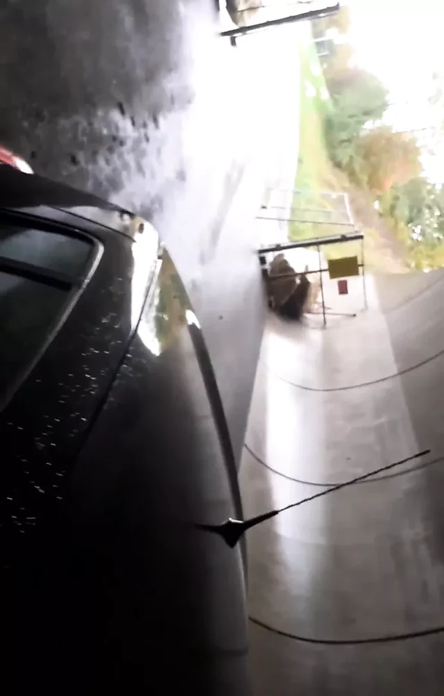 Doggy car
