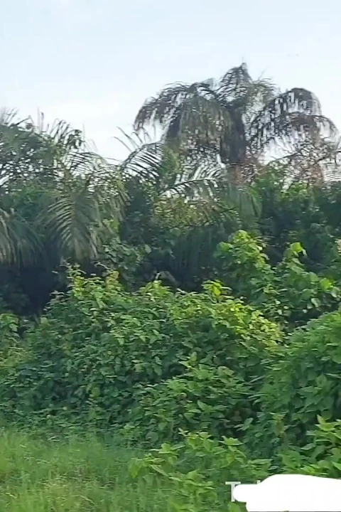 非洲自拍色情合集 第一季