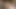 Amateur BBW Ebony Lesbians Share Double Dildo In Wild Homemade Fuck